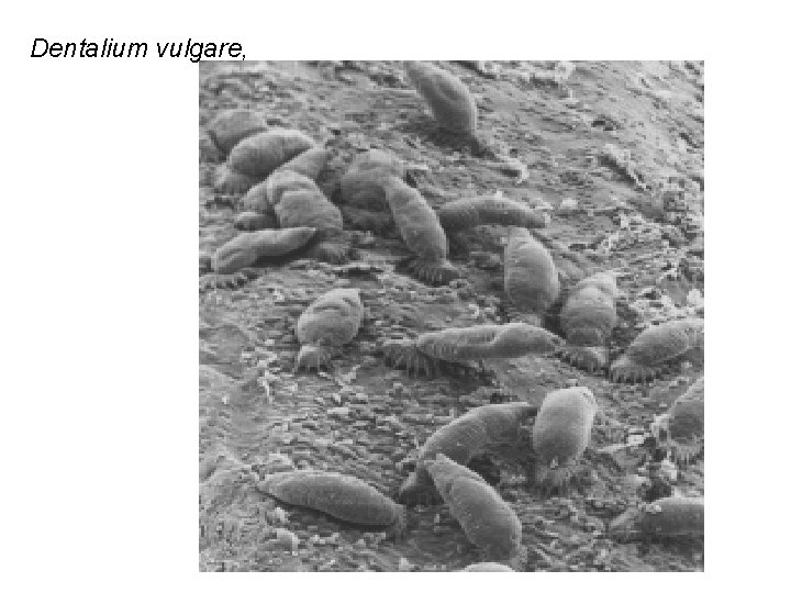 Dentalium vulgare, 