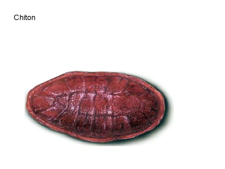 Chiton 
