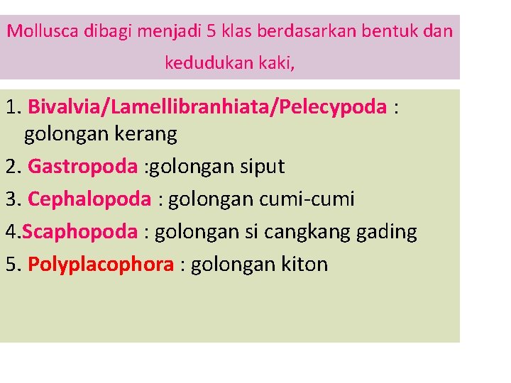 Mollusca dibagi menjadi 5 klas berdasarkan bentuk dan kedudukan kaki, 1. Bivalvia/Lamellibranhiata/Pelecypoda : golongan