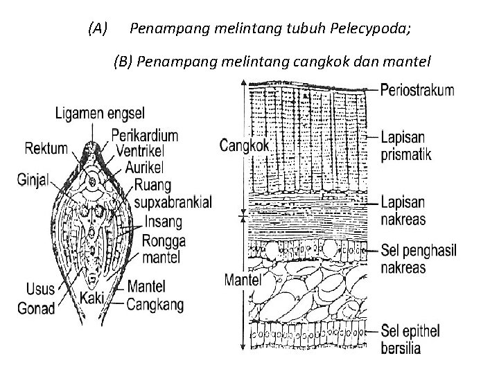 (A) Penampang melintang tubuh Pelecypoda; (B) Penampang melintang cangkok dan mantel 