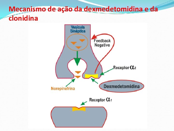Mecanismo de ação da dexmedetomidina e da clonidina 
