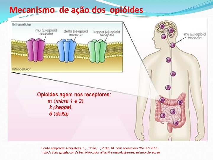 Mecanismo de ação dos opióides Opióides agem nos receptores: m (micra 1 e 2),