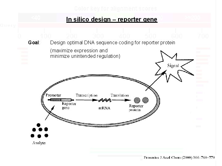 In silico design – reporter gene Goal: Design optimal DNA sequence coding for reporter