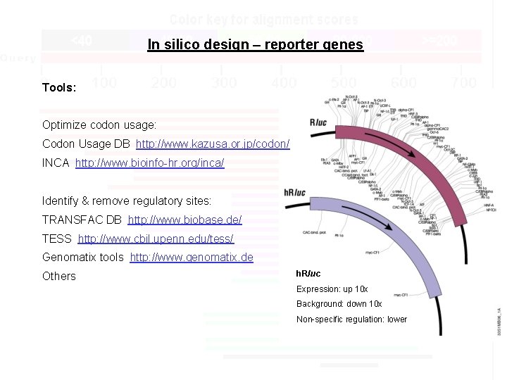 In silico design – reporter genes Tools: Optimize codon usage: Codon Usage DB http: