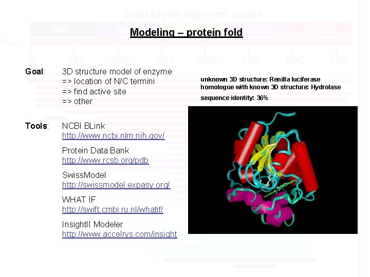 Modeling – protein fold Goal: Tools: 3 D structure model of enzyme => location