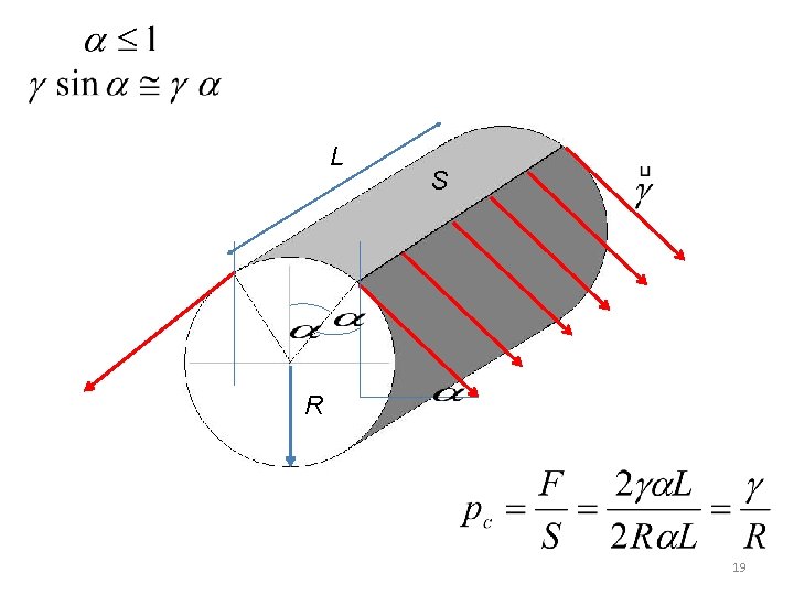 L S R 19 