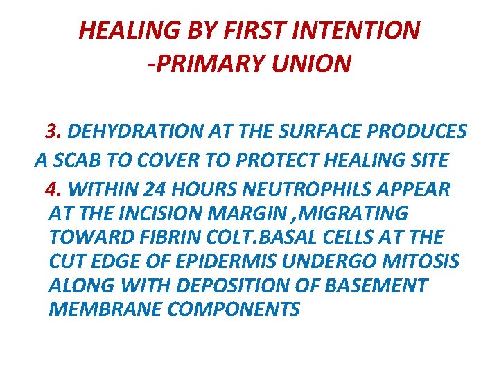 HEALING BY FIRST INTENTION -PRIMARY UNION 3. DEHYDRATION AT THE SURFACE PRODUCES A SCAB