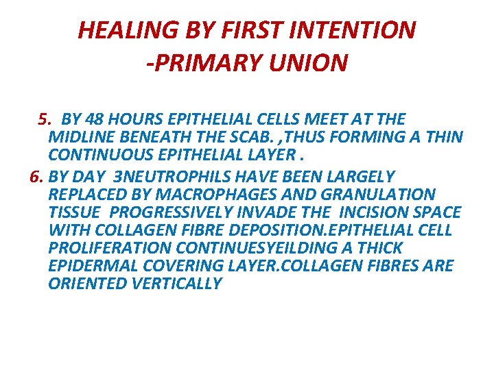 HEALING BY FIRST INTENTION -PRIMARY UNION 5. BY 48 HOURS EPITHELIAL CELLS MEET AT