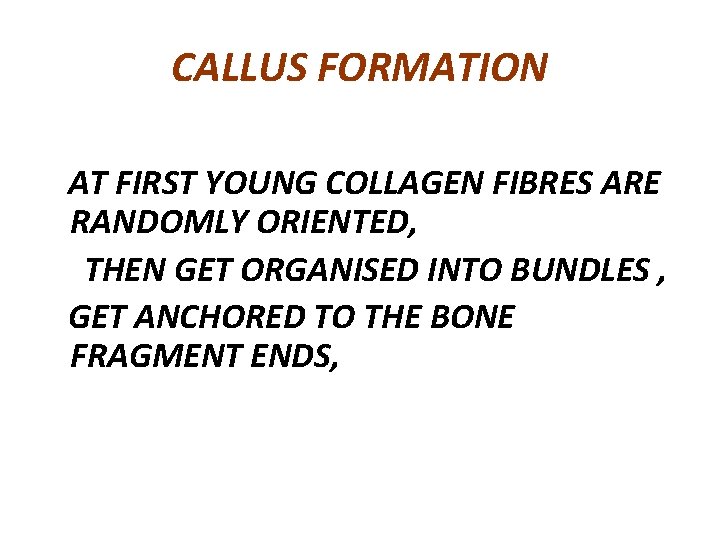 CALLUS FORMATION AT FIRST YOUNG COLLAGEN FIBRES ARE RANDOMLY ORIENTED, THEN GET ORGANISED INTO