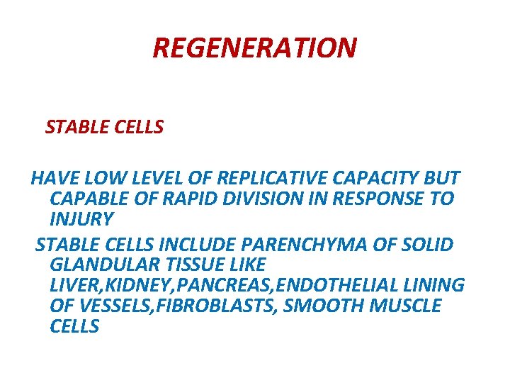 REGENERATION STABLE CELLS HAVE LOW LEVEL OF REPLICATIVE CAPACITY BUT CAPABLE OF RAPID DIVISION