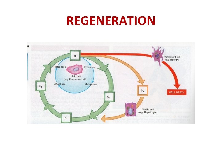 REGENERATION 