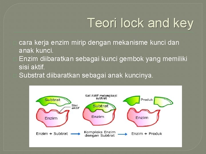 Teori lock and key cara kerja enzim mirip dengan mekanisme kunci dan anak kunci.