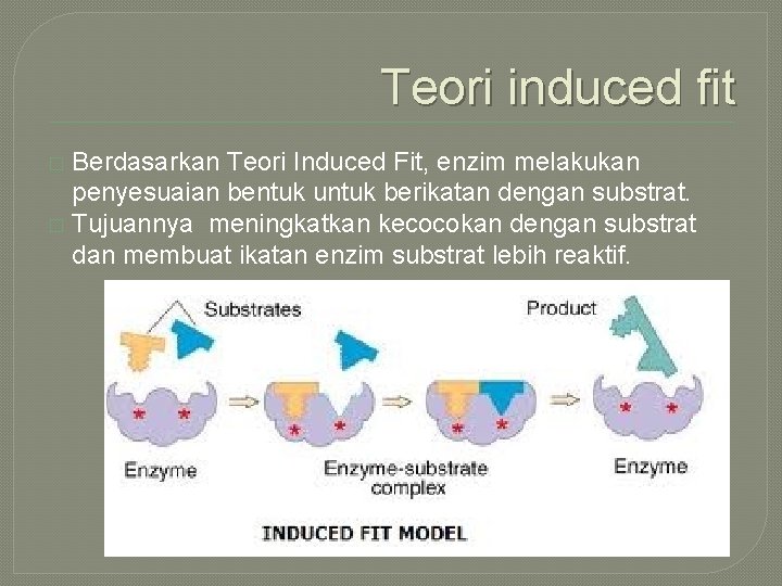 Teori induced fit Berdasarkan Teori Induced Fit, enzim melakukan penyesuaian bentuk untuk berikatan dengan