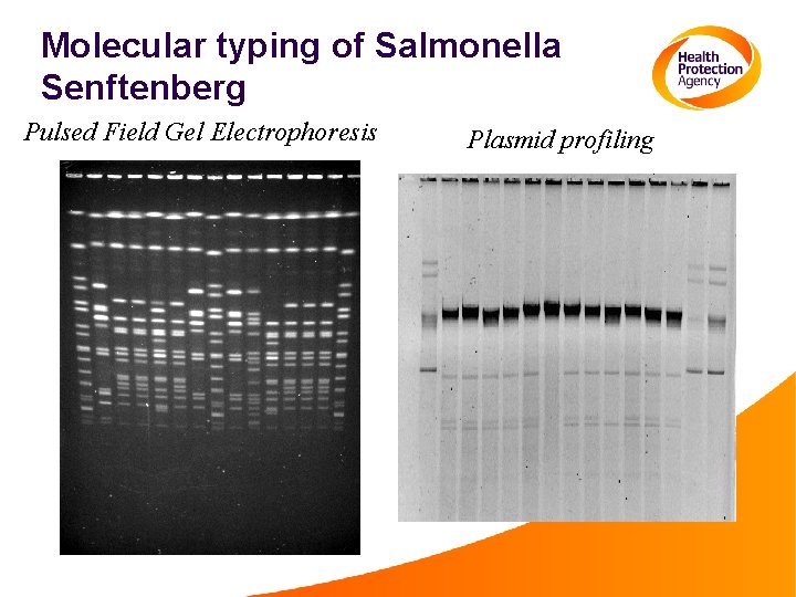 Molecular typing of Salmonella Senftenberg Pulsed Field Gel Electrophoresis Plasmid profiling 