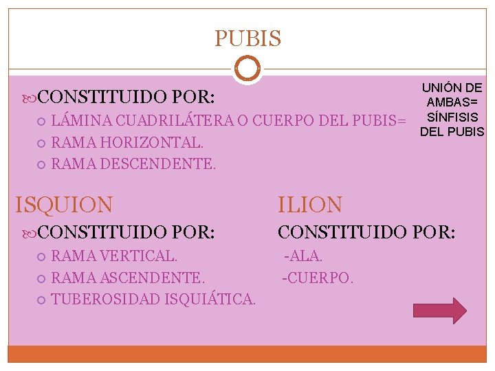 PUBIS CONSTITUIDO POR: LÁMINA CUADRILÁTERA O CUERPO DEL PUBIS= RAMA HORIZONTAL. RAMA DESCENDENTE. ISQUION