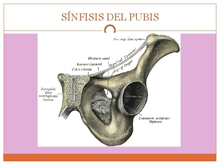 SÍNFISIS DEL PUBIS 