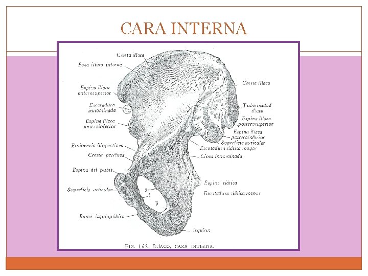 CARA INTERNA 