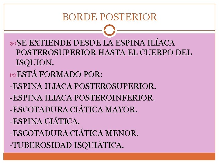 BORDE POSTERIOR SE EXTIENDE DESDE LA ESPINA ILÍACA POSTEROSUPERIOR HASTA EL CUERPO DEL ISQUION.