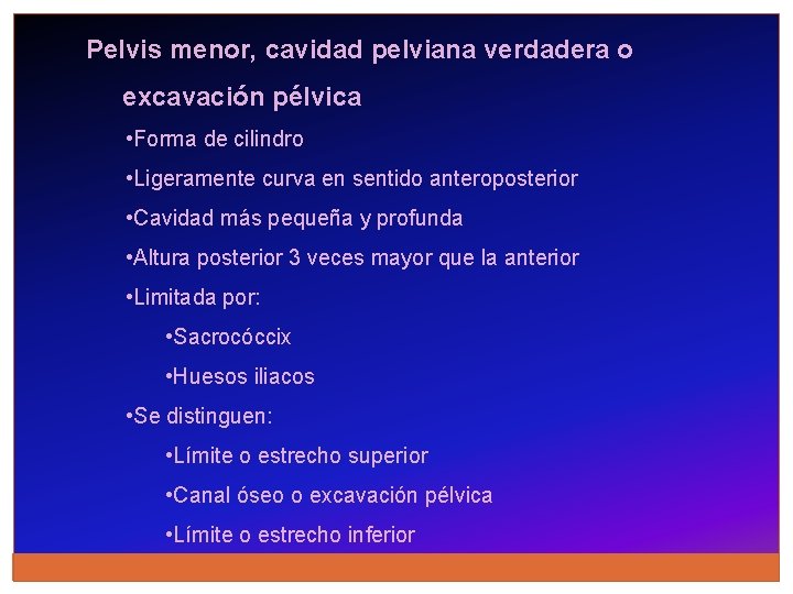 Pelvis menor, cavidad pelviana verdadera o excavación pélvica • Forma de cilindro • Ligeramente