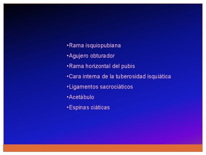  • Rama isquiopubiana • Agujero obturador • Rama horizontal del pubis • Cara