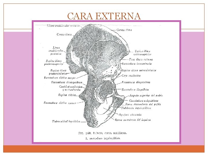 CARA EXTERNA 
