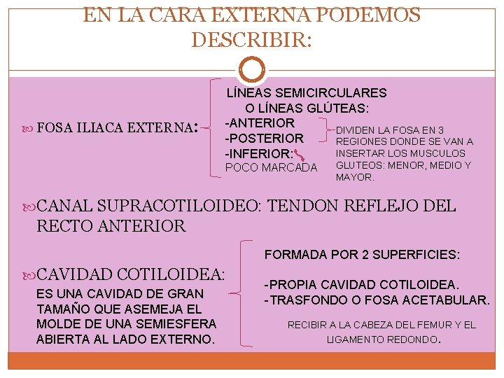 EN LA CARA EXTERNA PODEMOS DESCRIBIR: FOSA ILIACA EXTERNA: LÍNEAS SEMICIRCULARES O LÍNEAS GLÚTEAS: