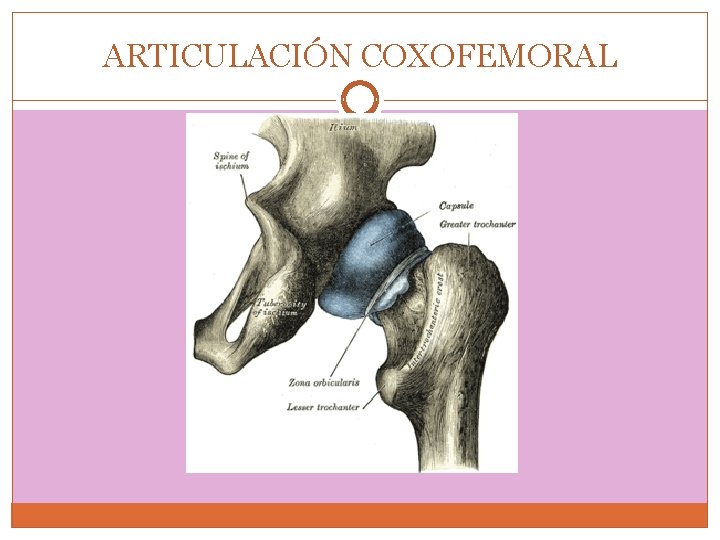 ARTICULACIÓN COXOFEMORAL 