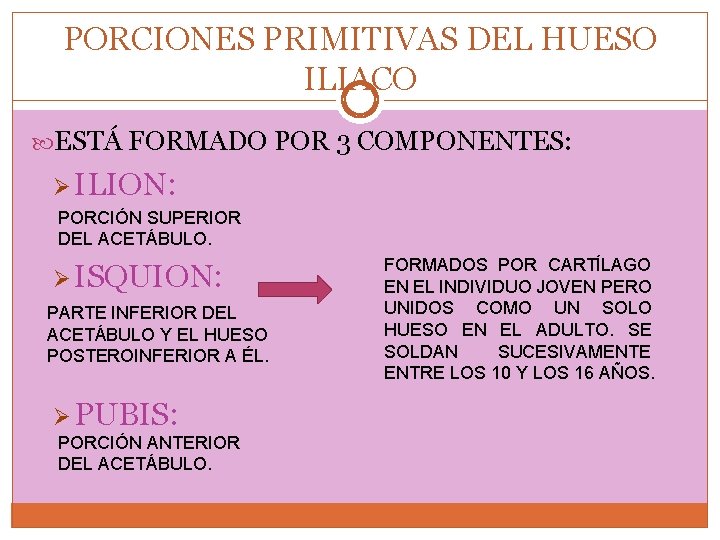 PORCIONES PRIMITIVAS DEL HUESO ILIACO ESTÁ FORMADO POR 3 COMPONENTES: Ø ILION: PORCIÓN SUPERIOR