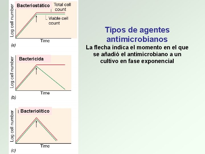 Bacteriostático Tipos de agentes antimicrobianos Bactericida Bacteriolítico La flecha indica el momento en el