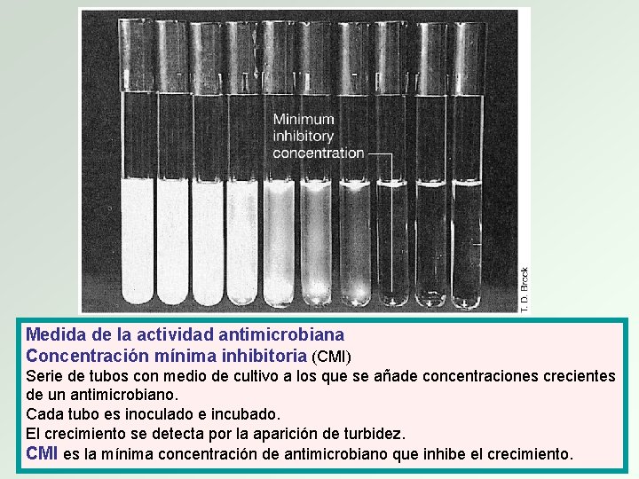 Medida de la actividad antimicrobiana Concentración mínima inhibitoria (CMI) Serie de tubos con medio