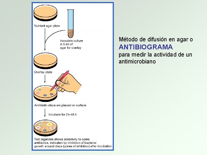 Método de difusión en agar o ANTIBIOGRAMA para medir la actividad de un antimicrobiano