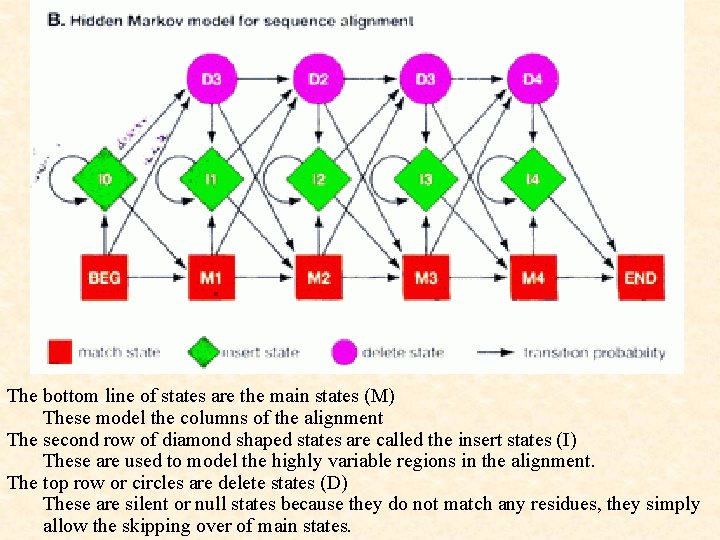 The bottom line of states are the main states (M) These model the columns