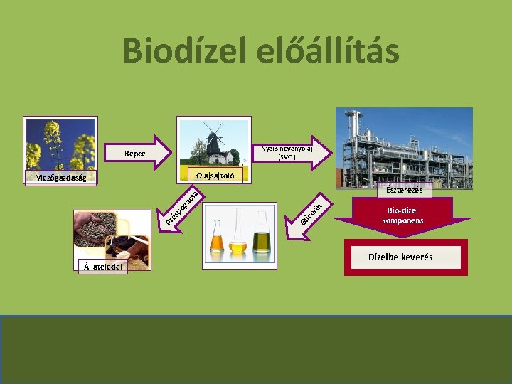 Biodízel előállítás Nyers növényolaj (SVO) Repce Olajsajtoló Észterezés Állateledel rin ice Gl Pr és
