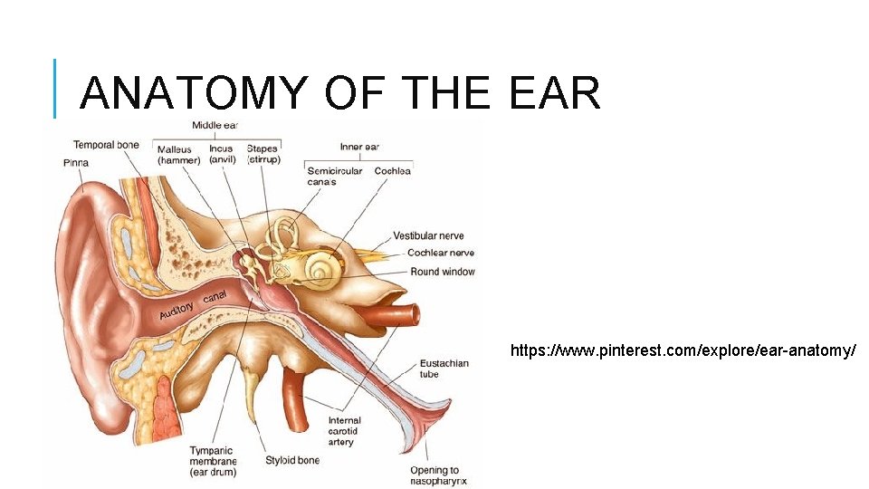 ANATOMY OF THE EAR https: //www. pinterest. com/explore/ear-anatomy/ 