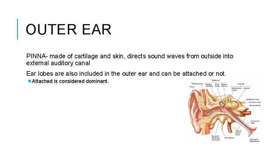 OUTER EAR PINNA- made of cartilage and skin, directs sound waves from outside into