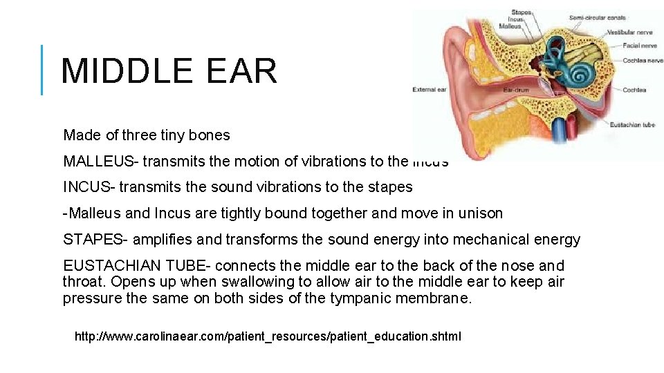 MIDDLE EAR Made of three tiny bones MALLEUS- transmits the motion of vibrations to