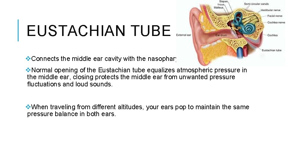 EUSTACHIAN TUBE v. Connects the middle ear cavity with the nasopharynx. v. Normal opening