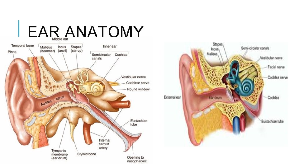 EAR ANATOMY 