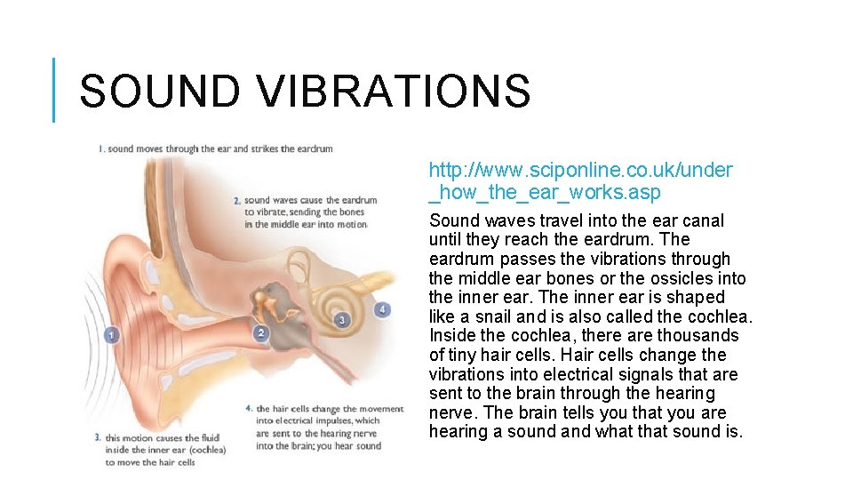 SOUND VIBRATIONS http: //www. sciponline. co. uk/under _how_the_ear_works. asp Sound waves travel into the