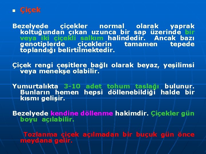 n Çiçek Bezelyede çiçekler normal olarak yaprak koltuğundan çıkan uzunca bir sap üzerinde bir