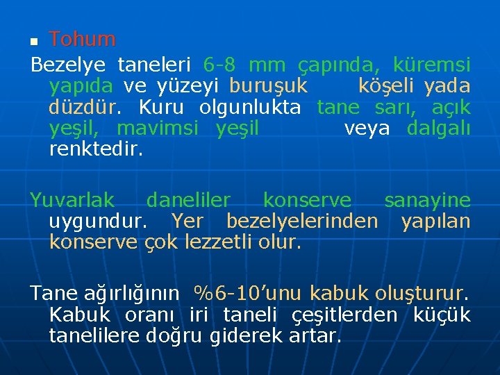 Tohum Bezelye taneleri 6 -8 mm çapında, küremsi yapıda ve yüzeyi buruşuk köşeli yada