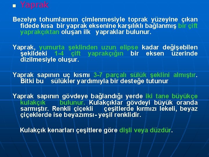 n Yaprak Bezelye tohumlarının çimlenmesiyle toprak yüzeyine çıkan fidede kısa bir yaprak eksenine karşılıklı