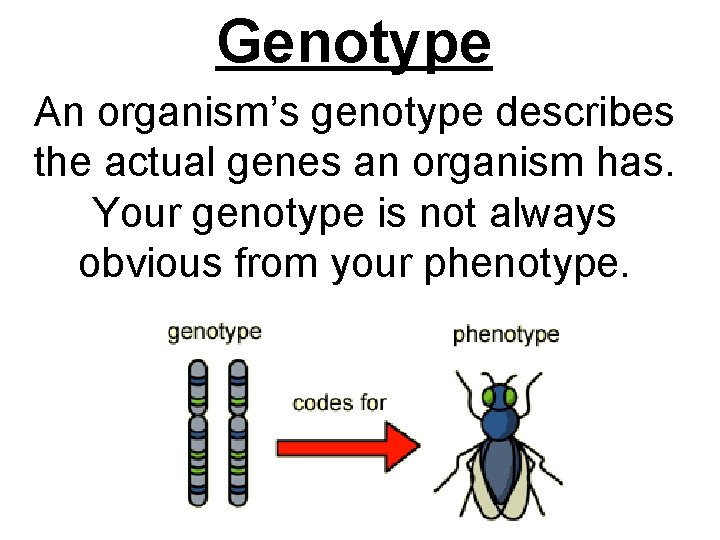 Genotype An organism’s genotype describes the actual genes an organism has. Your genotype is