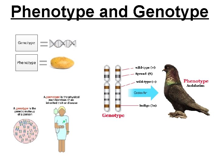Phenotype and Genotype 
