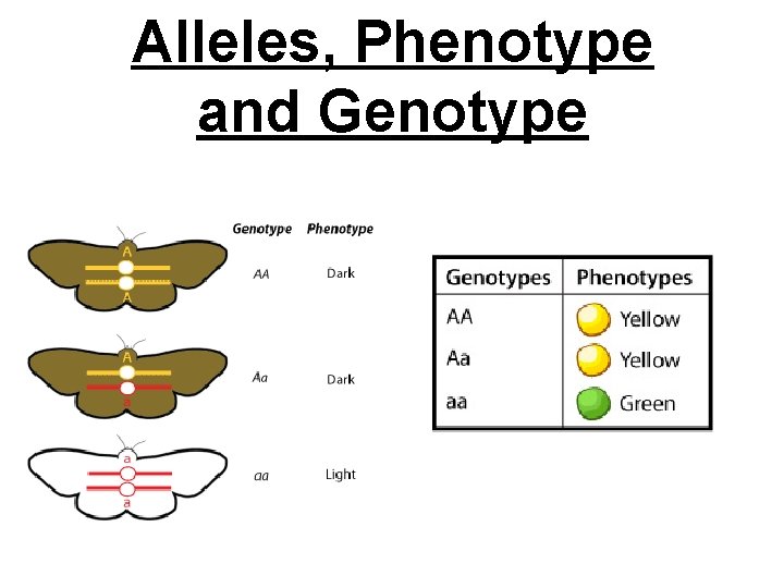 Alleles, Phenotype and Genotype 