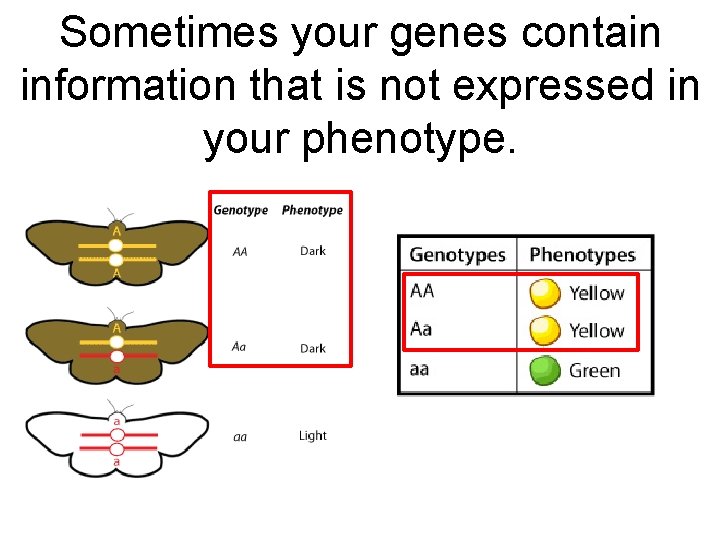 Sometimes your genes contain information that is not expressed in your phenotype. 