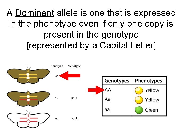 A Dominant allele is one that is expressed in the phenotype even if only