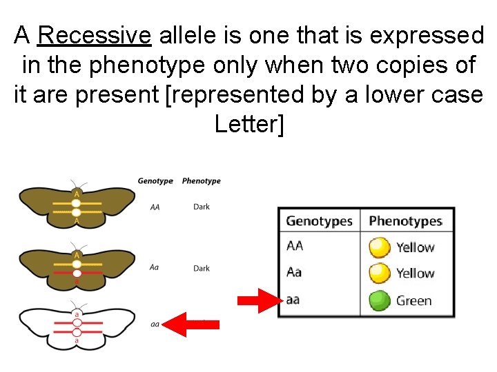 A Recessive allele is one that is expressed in the phenotype only when two