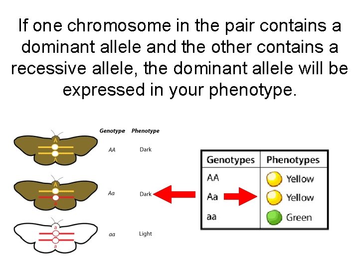If one chromosome in the pair contains a dominant allele and the other contains