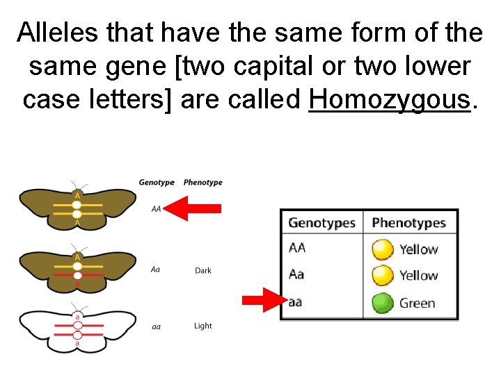 Alleles that have the same form of the same gene [two capital or two